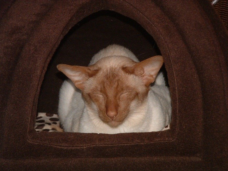 Cinnamon point Siamese A cinnamon point Siamese, a rare colour produced by the cinnamon gene.