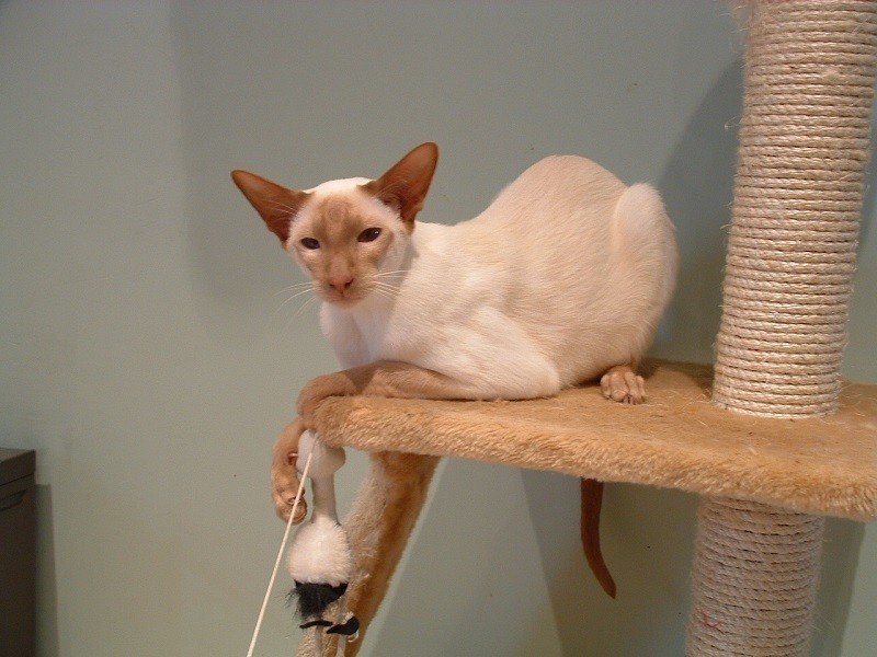 Cinnamon point Siamese A cinnamon point Siamese in profile showing warm cinnamon points and fine type.