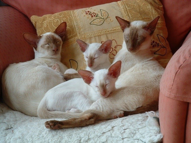 Cinnamon point Siamese cat