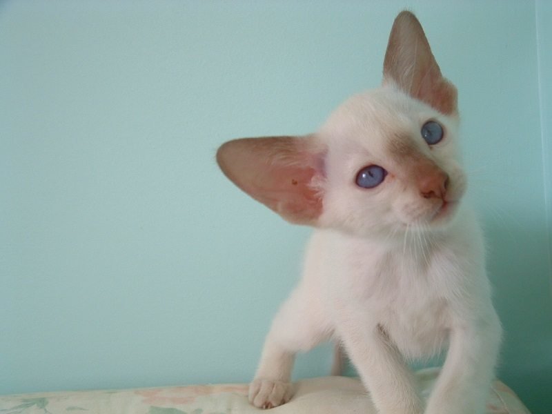 Cinnamon point Siamese cat