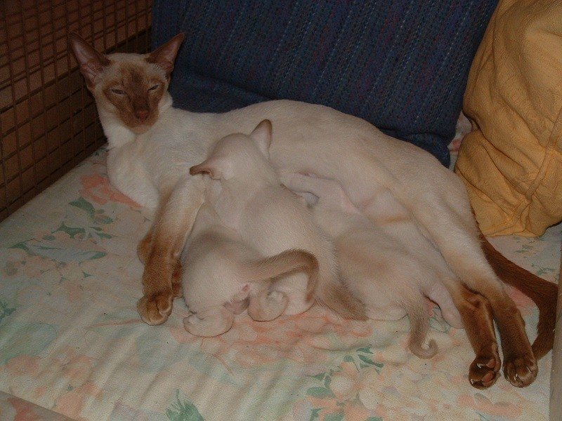 Cinnamon point Siamese cat