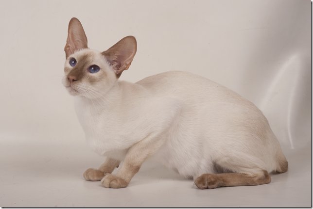 Cinnamon point Siamese cat