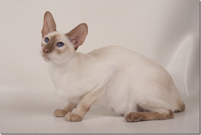 Cinnamon point Siamese cat