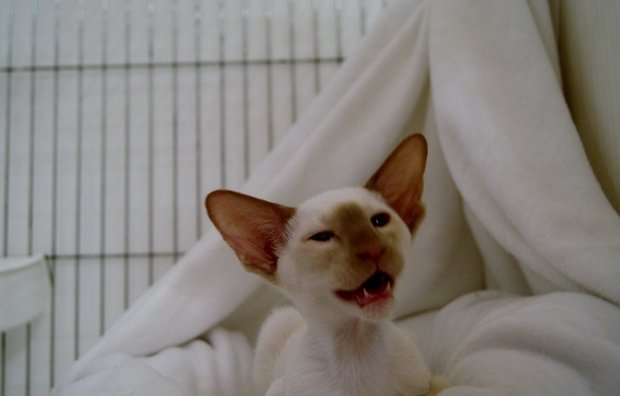 Cinnamon point Siamese cat