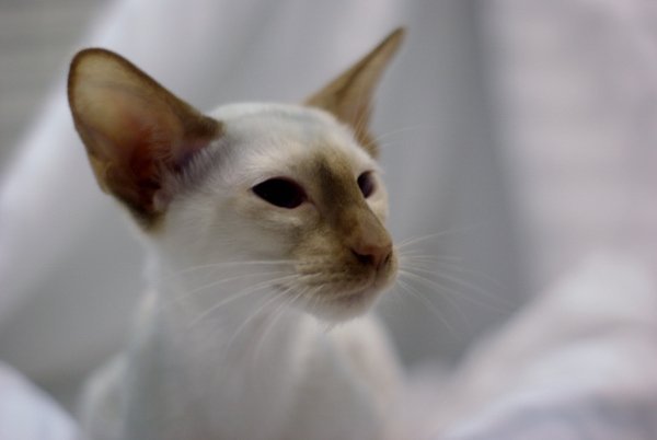Cinnamon point Siamese cat