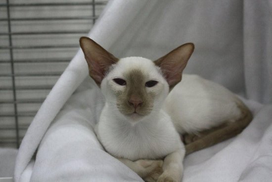 Cinnamon point Siamese cat