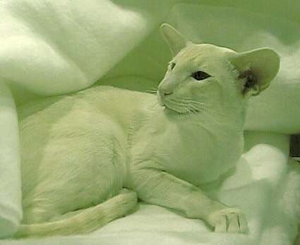Cream point Siamese show winner Gr Ch Sarnau Johpasquali