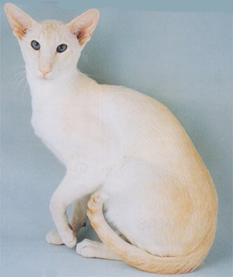 Cream point Siamese show winner UK Gr Ch Summerdown Cream Pasha