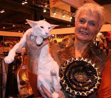 Cream point Siamese show winner Sup UK Gr Ch Sarnau Jaffah