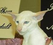 Cream point Siamese show winner Ch Firousi Foie Gras