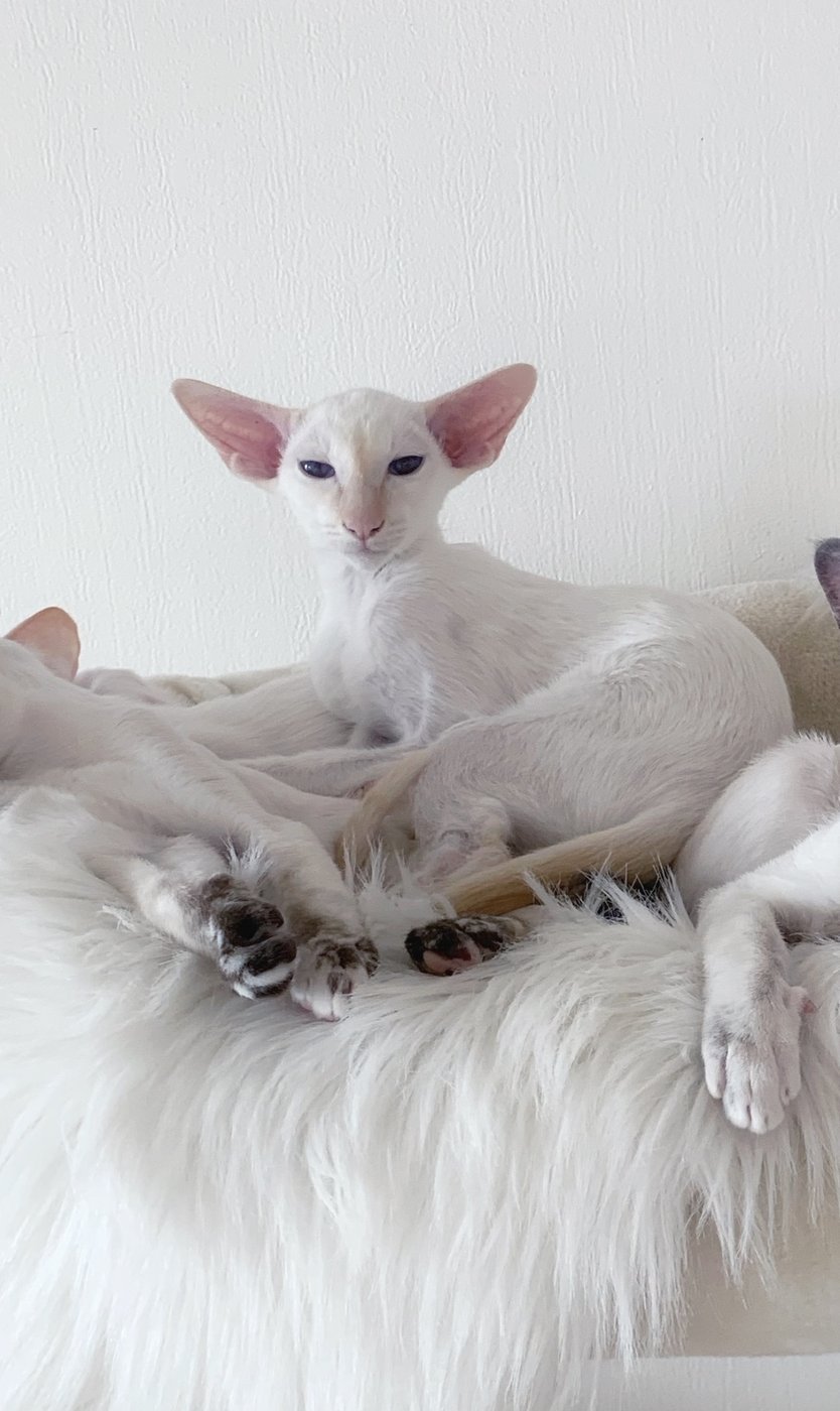 Cream point Siamese A cream point Siamese with delicate pale cream points against a glacial-white body.