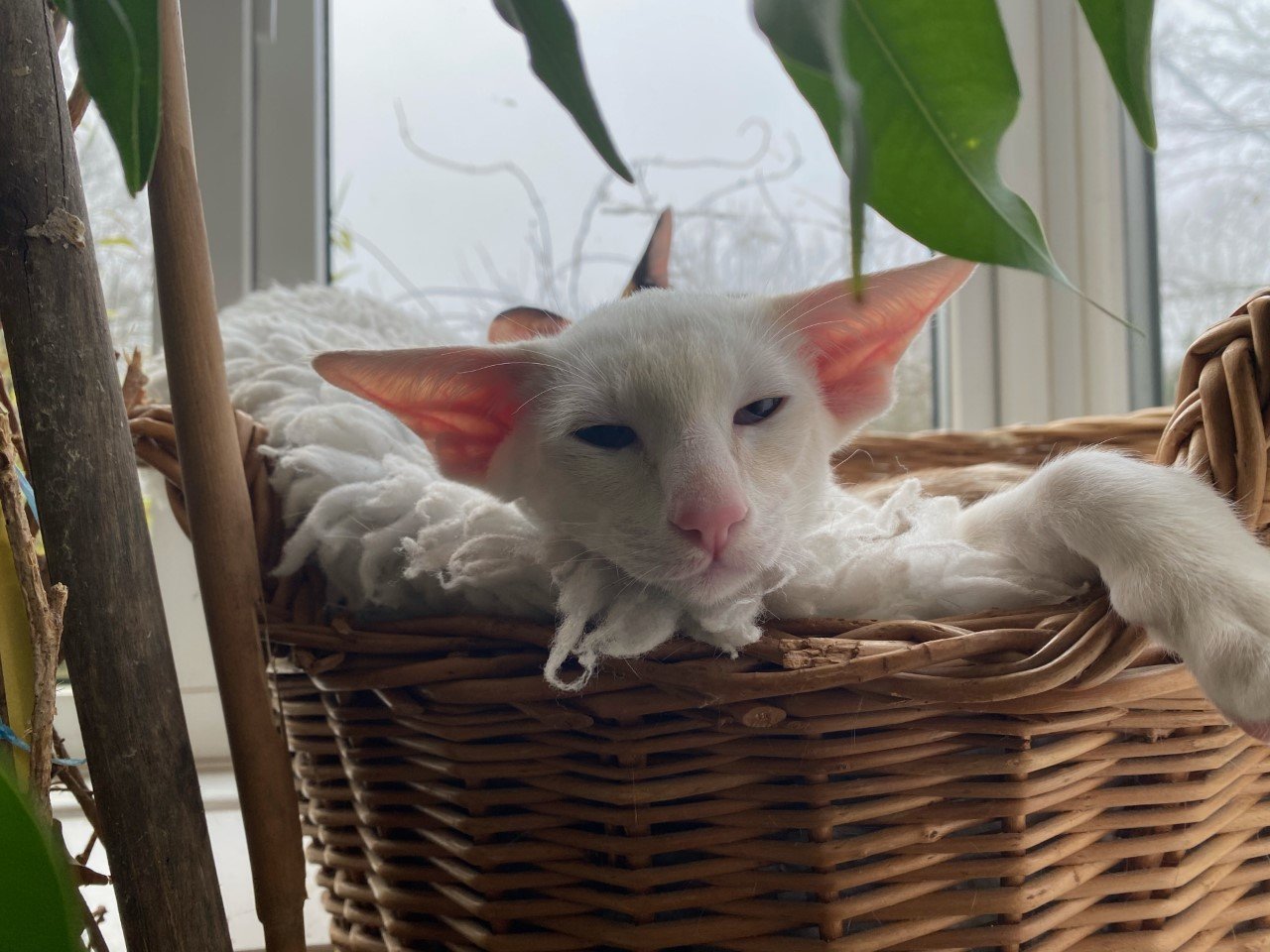 Cream point Siamese A cream point Siamese, the dilute red colour giving soft, warm cream points.