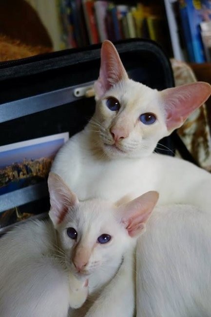Cream point Siamese A cream point Siamese in profile showing pale cream points and fine type.