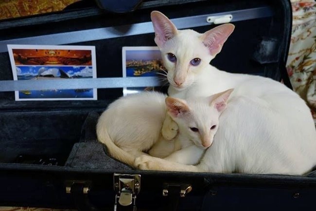 Cream point Siamese cat