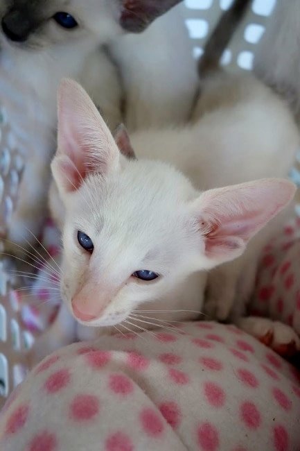 Cream point Siamese cat
