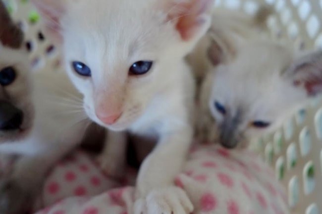 Cream point Siamese cat