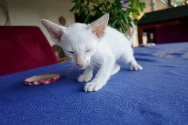 Cream point Siamese cat