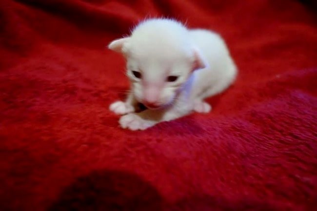 Cream point Siamese cat