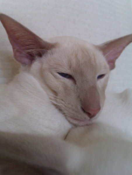 Fawn point Siamese A fawn point Siamese with very pale, warm pinkish-fawn points, the dilute of cinnamon.