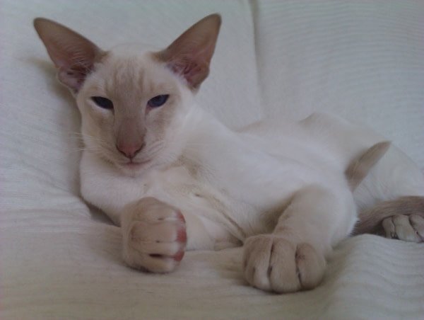 Fawn point Siamese A fawn point Siamese, one of the palest and rarest Siamese colours.