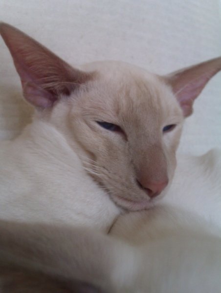 Fawn point Siamese A fawn point Siamese in profile showing delicate fawn points and fine type.