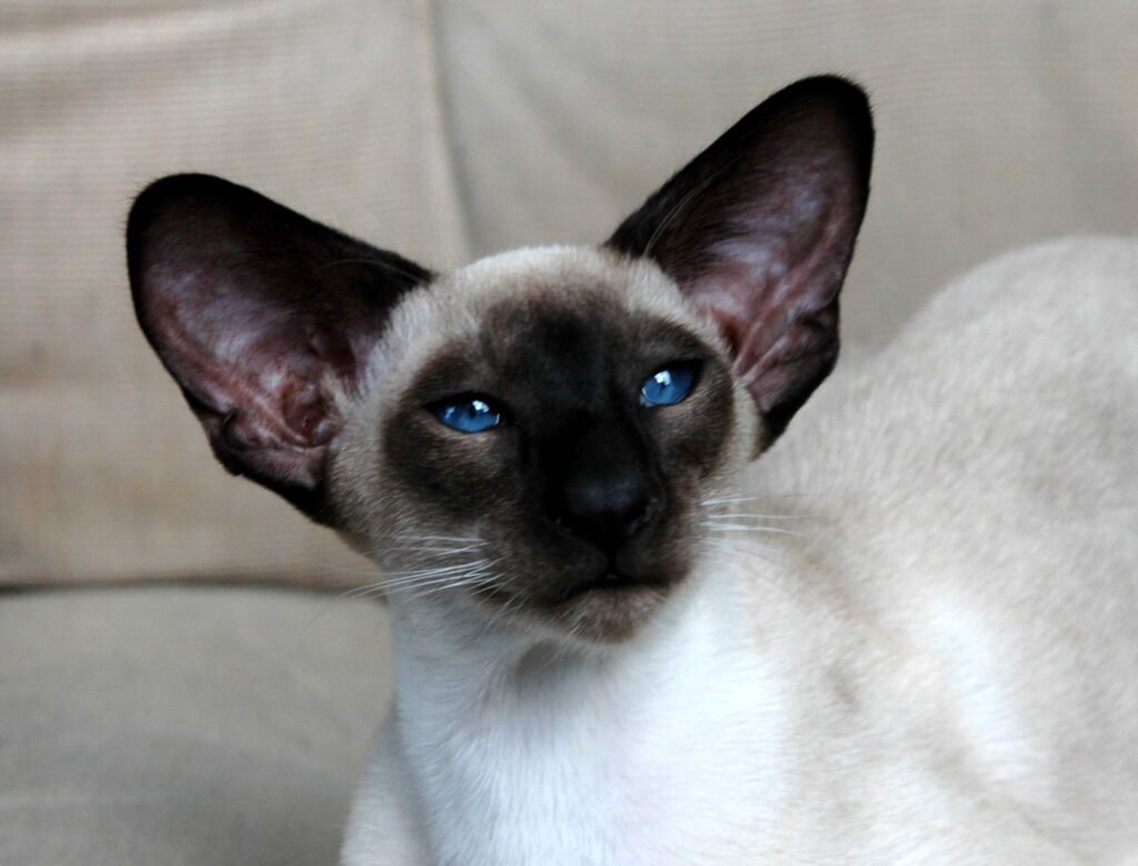 Seal point Siamese cat with striking blue eyes sitting on a sofa at home
