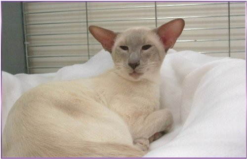 Lilac point Siamese show winner Imp Gr Ch Simplisiam Smoothtalker