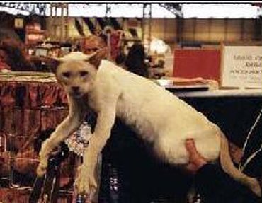 Lilac point Siamese show winner UK Gr Ch Magical Hocus Pocus Supreme BOV
