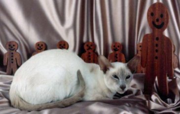 Lilac point Siamese show winner Ch Gingerbread Mann