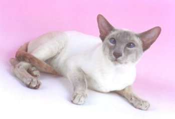 Lilac point Siamese show winner Gr Ch Eirrem Rosenkavalier