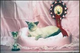 Lilac point Siamese show winner Gr Ch Roysterer Lord Catmando