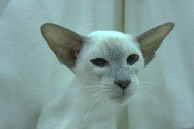 Lilac point Siamese A lilac point Siamese with delicate pinkish-grey points and a pale body, the dilute of chocolate.