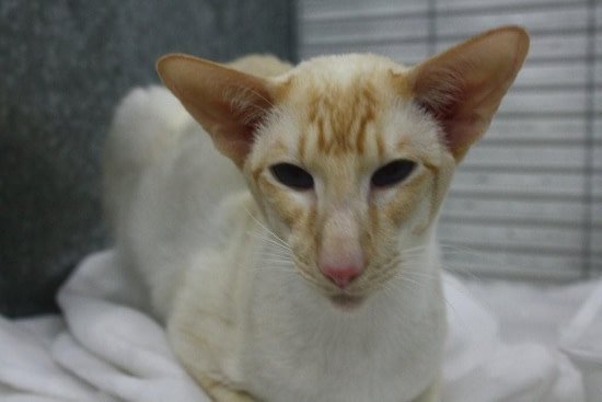 Red point Siamese show winner GR CH Sarnau Red Ikulus