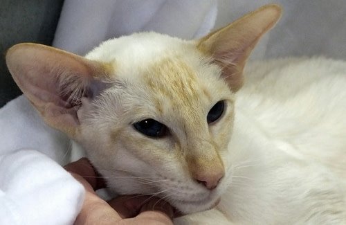 Red point Siamese show winner IMP GR CH Johpas Summalovin
