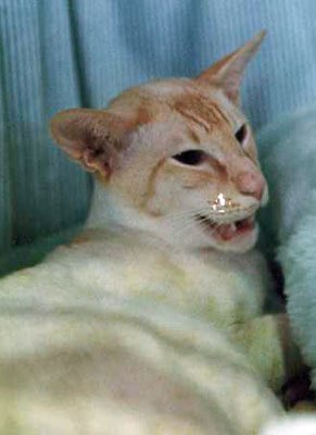 Red point Siamese show winner GR CH Pendenna Red Rocky