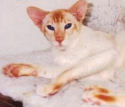 Red point Siamese show winner GR CH Firousi Figgaro