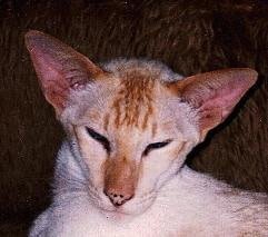 Red point Siamese show winner GR PR Forousi Faux Pas