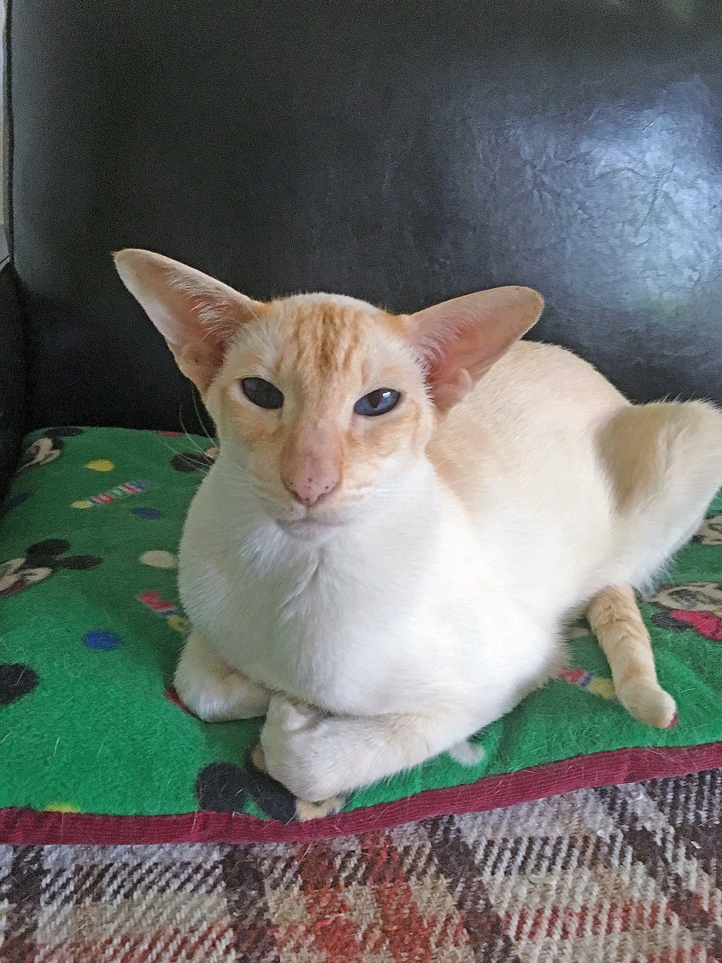 Red point Siamese cat