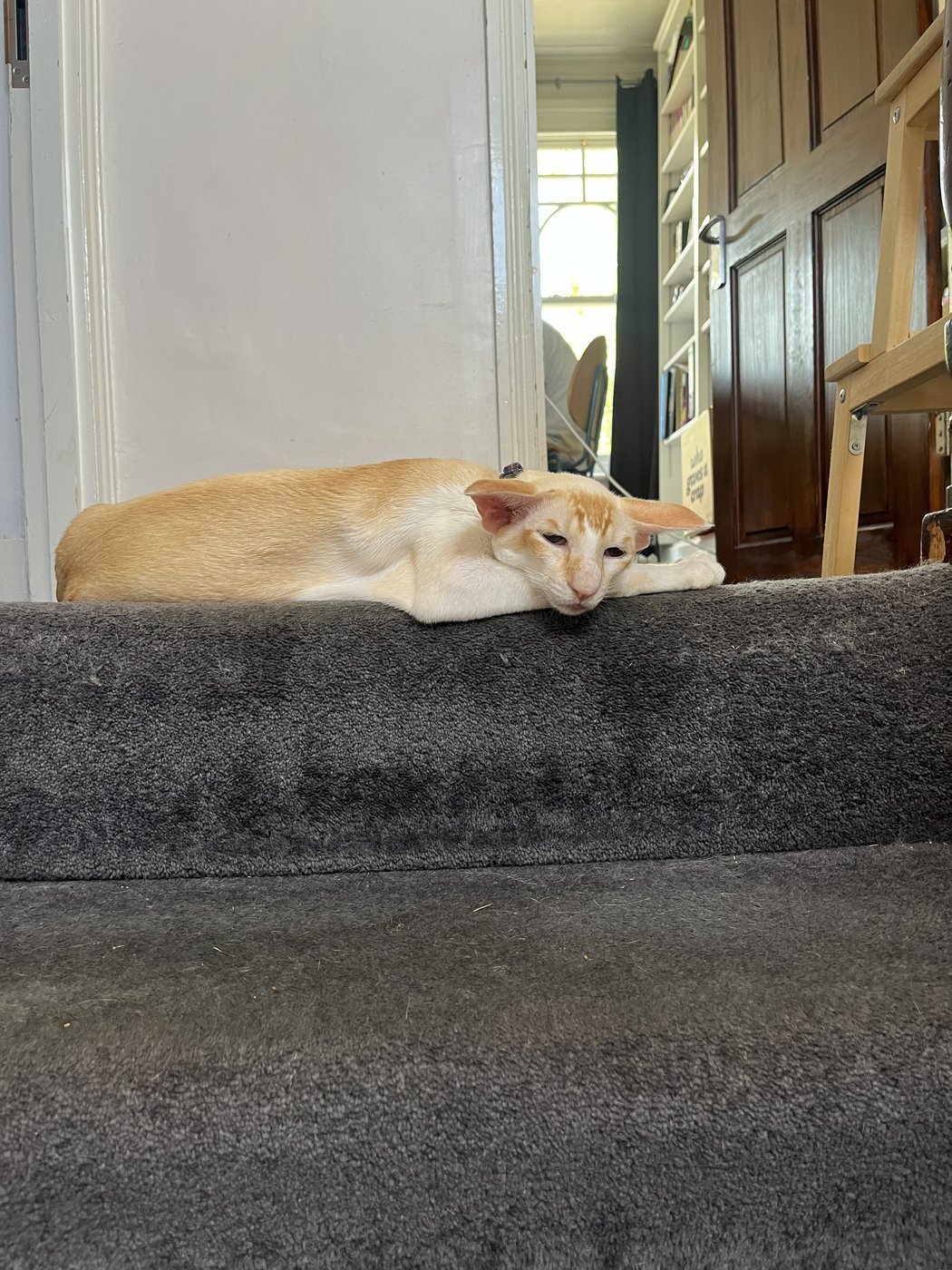 Red point Siamese cat