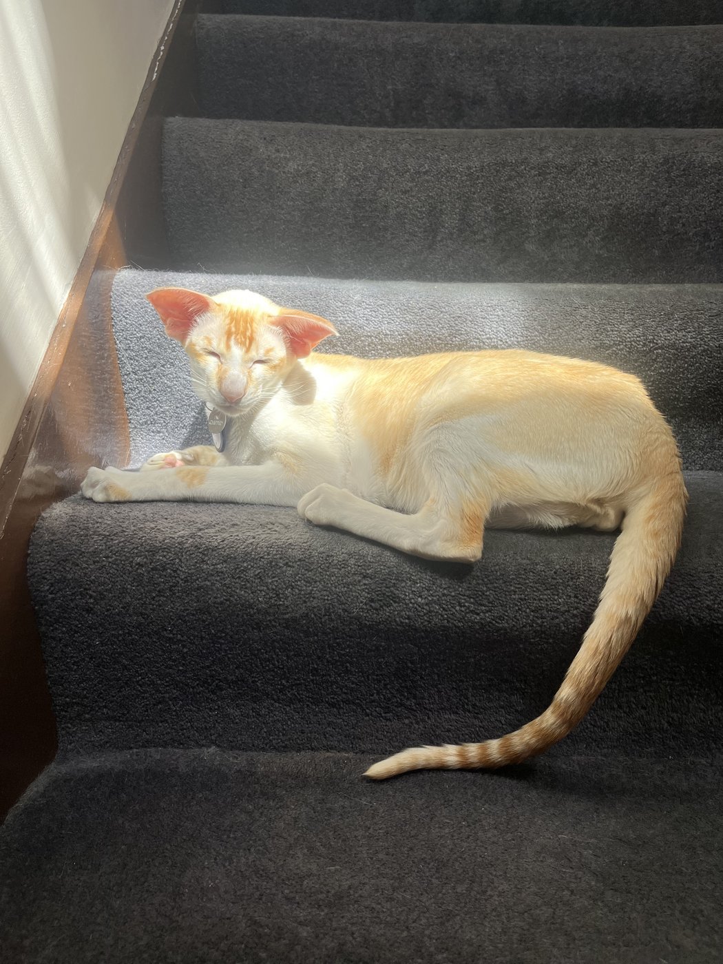 Red point Siamese cat A red point Siamese showing warm flame-red points against a pale cream body.