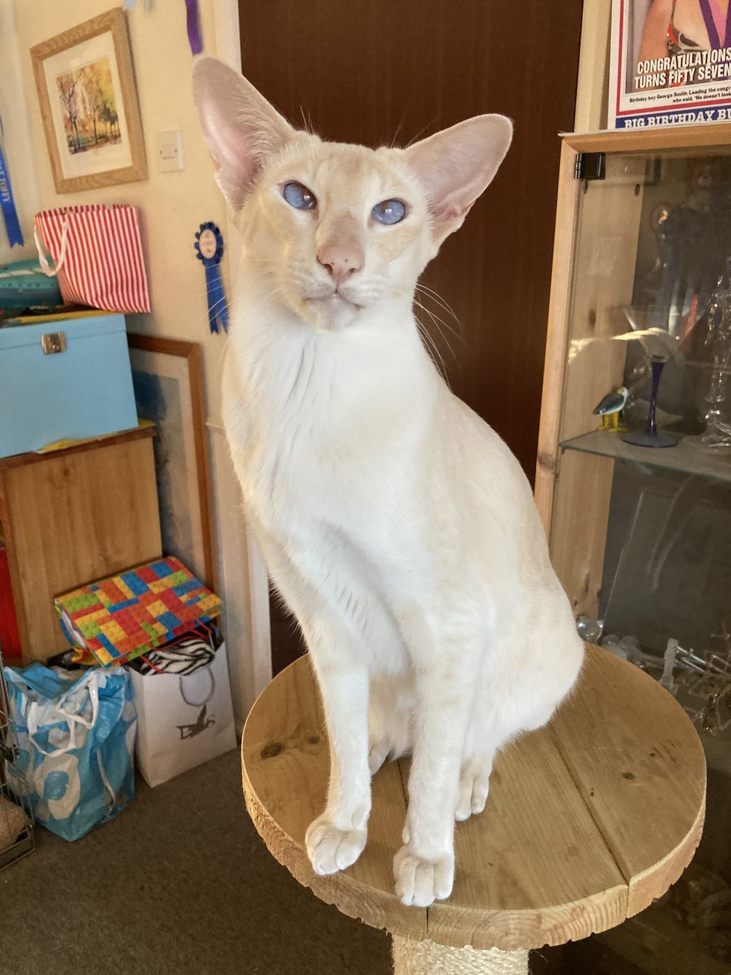 Red point Siamese cat