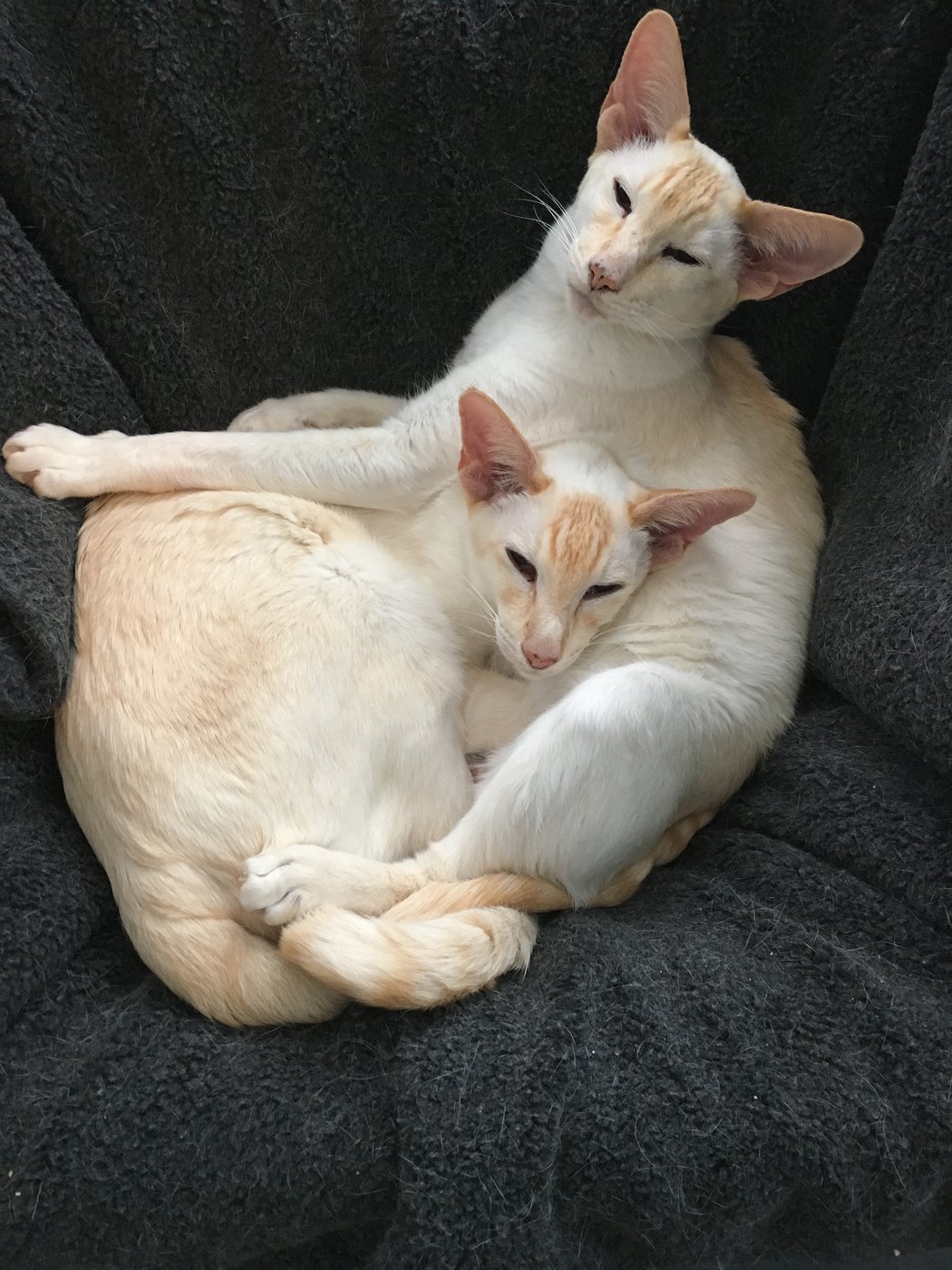 Red point Siamese colour A red point Siamese, the red points produced by the sex-linked orange gene over the Siamese pattern.