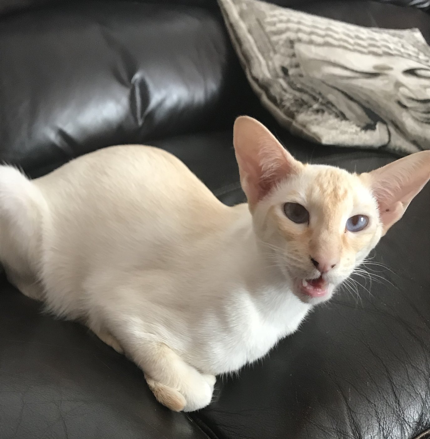 Red point Siamese cat