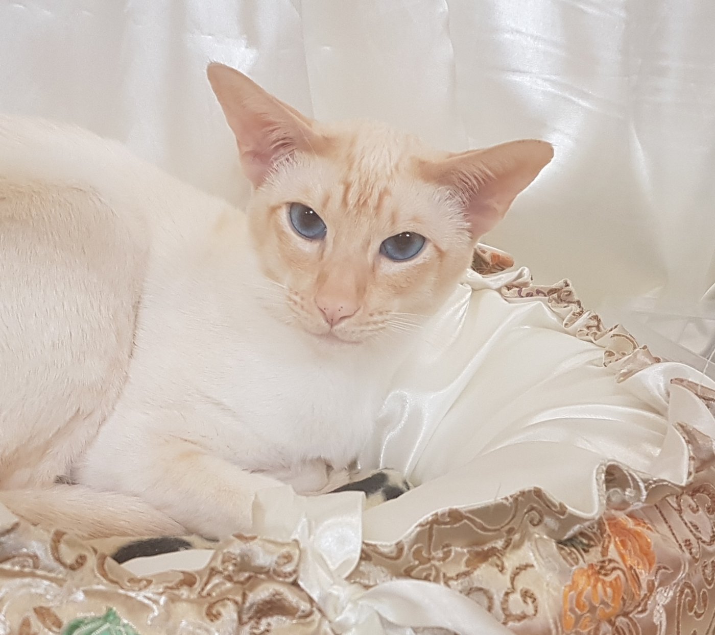 Red point Siamese type A red point Siamese in profile showing elegant Oriental type and even red points.