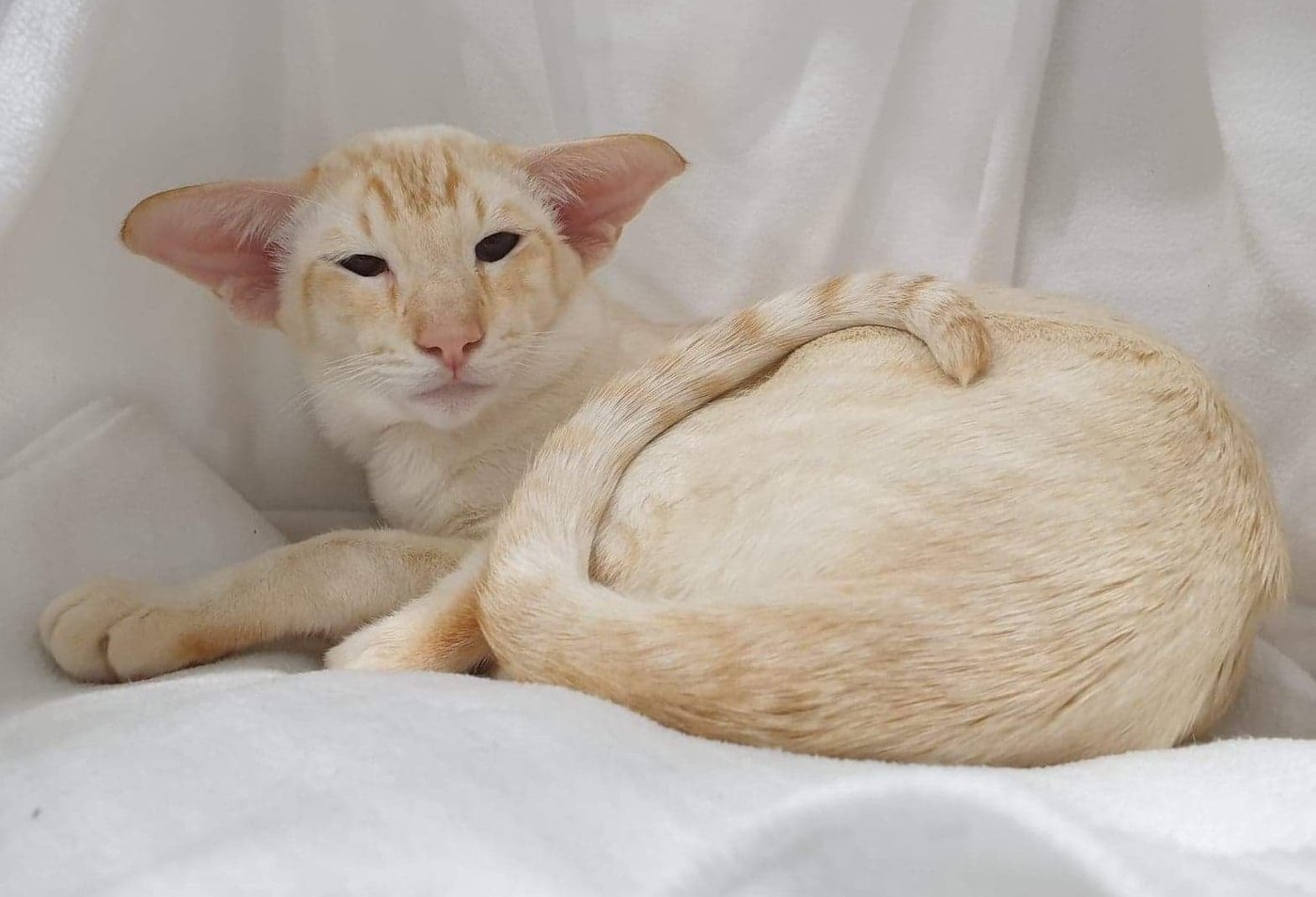 Red point Siamese cat