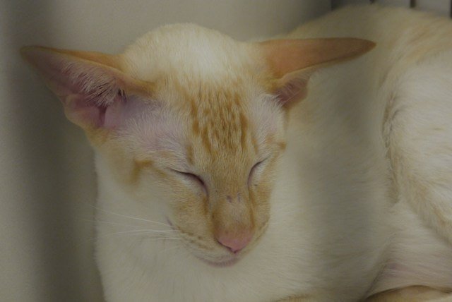 Red point Siamese cat