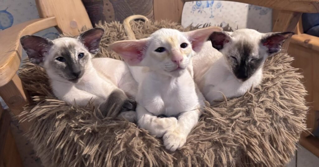 Siamese cat colour genetics