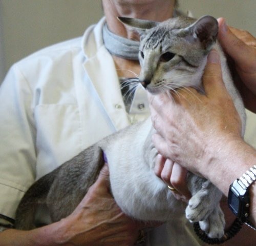 Tabby point Siamese show winner Gr Ch Mariols Rayon De Soleil