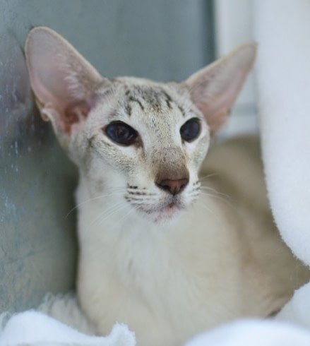 Tabby point Siamese show winner Gr Ch Palmira Noleen