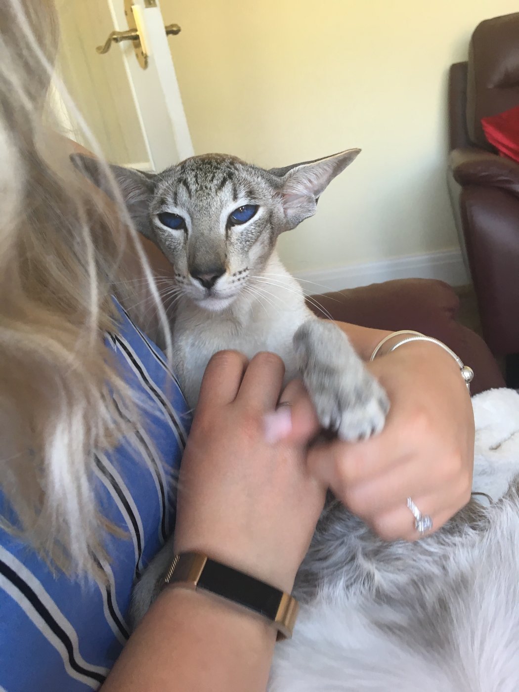 Tabby point Siamese cat